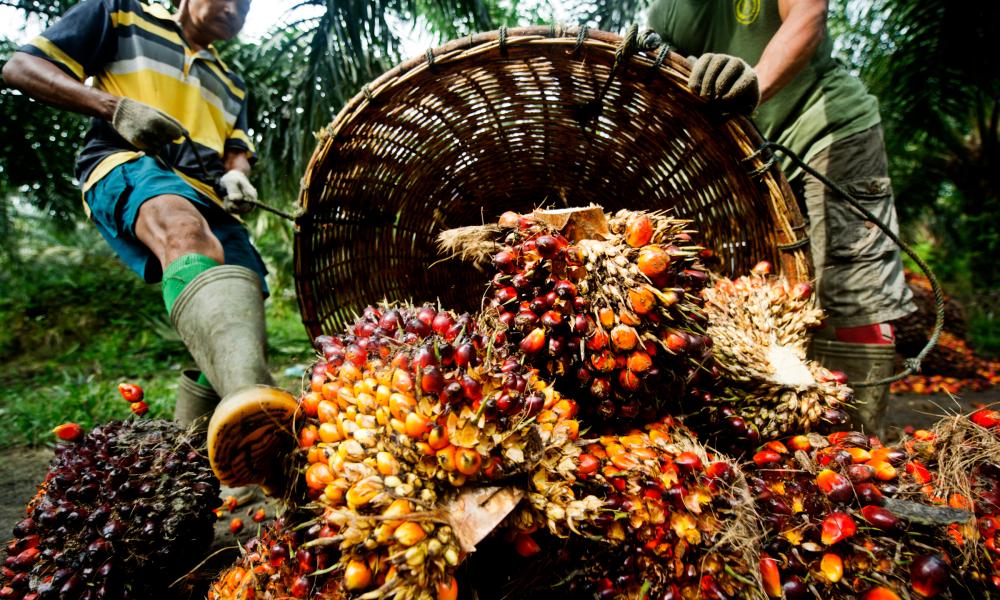 oil-palm-working